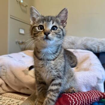 Tabby Cats Available for Adoption in Washington Township, New Jersey - Rue | PetCurious