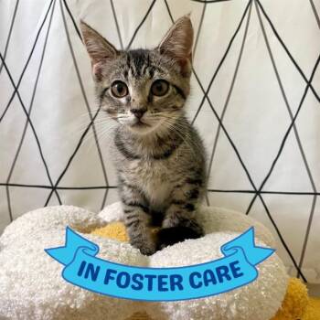 VALLEY -  Domestic Short Hair Cat for Adoption in Tallahassee, Florida - VALLEY | PetCurious