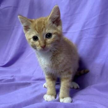 Buzz -  Domestic Medium Hair Cat for Adoption in Coos Bay, Oregon - Buzz | PetCurious