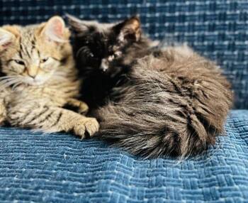 Domestic Medium Hair Cats Available for Adoption - DW | PetCurious