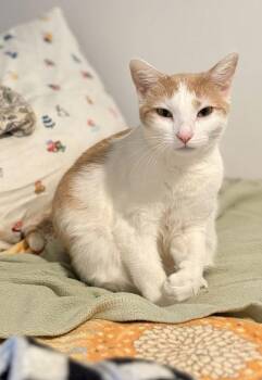 Saffron -  Domestic Short Hair Cat for Adoption in Lake Wylie, South Carolina - Saffron | PetCurious