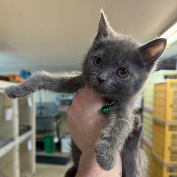 Shelly -  Domestic Short Hair Cat for Adoption in Madison, Wisconsin - Shelly | PetCurious