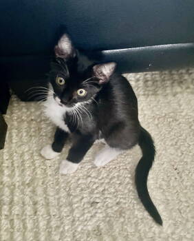 Rescue Domestic Short Hair Cats for Adoption in Oviedo, Florida - Dolly | PetCurious