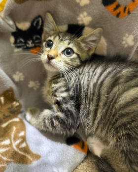Rescue Domestic Short Hair Cats for Adoption in Novato, California - Mini | PetCurious