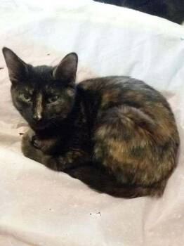 Calico and Domestic Short Hair Cats Available for Adoption - Rosie | PetCurious