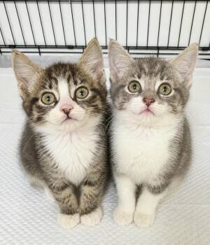 American Shorthair Cats Available for Adoption in Philadelphia, Pennsylvania - Nina And Nova  | PetCurious