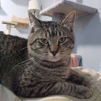 Domestic Short Hair Cats Available for Adoption in Layton, Utah - Orko | PetCurious