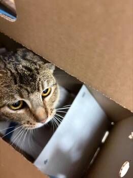 Domestic Short Hair Cats Available for Adoption - SPARKLE | PetCurious