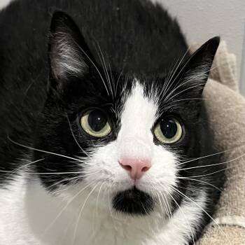 Stormy Rae -  Domestic Short Hair Cat for Adoption in Murray, Utah - Stormy Rae | PetCurious