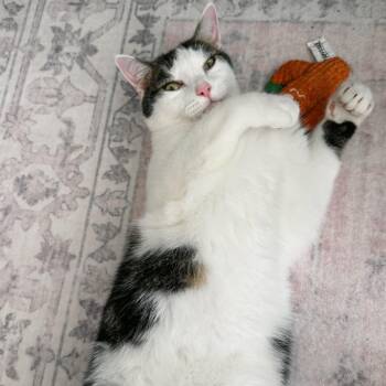 Divo (aka Pounce) -  Domestic Short Hair Cat for Adoption in Falls Church, Virginia - Divo (aka Pounce) | PetCurious