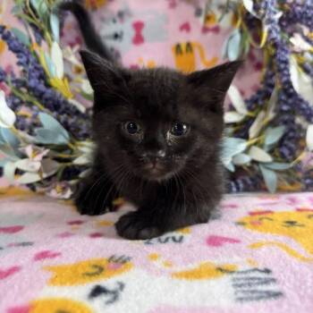 Tennessee Hills -  Domestic Short Hair Cat for Adoption in Toms River, New Jersey - Tennessee Hills | PetCurious