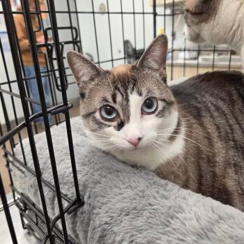 Domestic Short Hair Cats Available for Adoption - Zelda | PetCurious