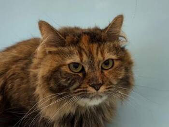 Sabine -  Domestic Long Hair and Domestic Short Hair Cat for Adoption in Woodbury, Minnesota - Sabine | PetCurious