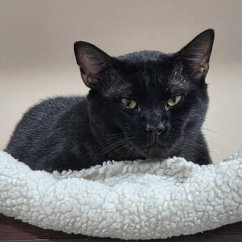 0626-135 LP Adam -  Domestic Short Hair Cat for Adoption in Abingdon, Maryland - 0626-135 LP Adam | PetCurious