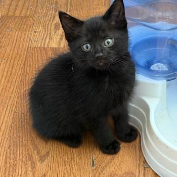 Mayhaps [white] -  Domestic Short Hair Cat for Adoption in Baltimore, Maryland - Mayhaps [white] | PetCurious