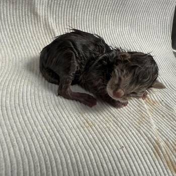 Ivy -  Domestic Short Hair Cat for Adoption in Tuscaloosa, Alabama - Ivy | PetCurious