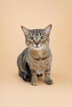 Millie -  Domestic Short Hair Cat for Adoption in Dahlonega, Georgia - Millie | PetCurious