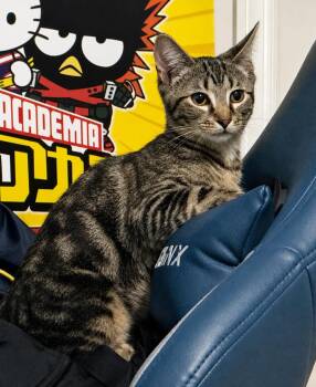 Lenny -  Domestic Short Hair Cat Available for Adoption in Homestead, Florida - Lenny | PetCurious