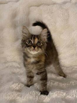 Apple Juice -  Domestic Medium Hair Cat for Adoption in Tucson, Arizona - Apple Juice | PetCurious