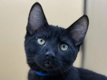 Dimitri -  Domestic Short Hair Cat for Adoption in Portland, Oregon - Dimitri | PetCurious