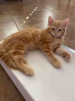 Rescue Maine Coon and Domestic Long Hair Cats for Adoption in Vallejo, California - Tang ( AP) | PetCurious