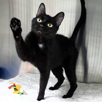 Nina -  Domestic Short Hair Cat for Adoption in Michigan City, Indiana - Nina | PetCurious