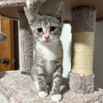 Montreal -  Domestic Short Hair Cat for Adoption - Montreal | PetCurious