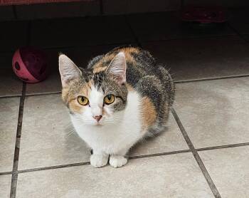 JUPITER -  Domestic Short Hair Cat for Adoption in Du Quoin, Illinois - JUPITER | PetCurious