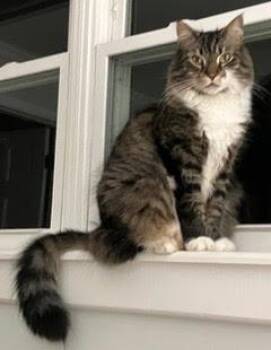 Biscuit -  Maine Coon Cat for Adoption in Morganton, North Carolina - Biscuit | PetCurious