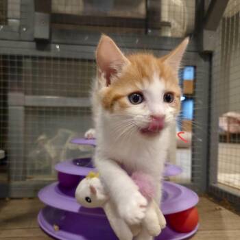 Toby Rocks a Bucket Hat -  Domestic Short Hair Cat for Adoption in Fredericksburg, Virginia - Toby Rocks A Bucket Hat | PetCurious