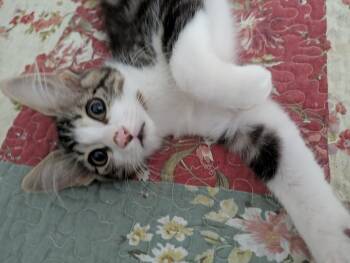Macy -  Domestic Medium Hair Cat for Adoption in Walnut, California - Macy | PetCurious
