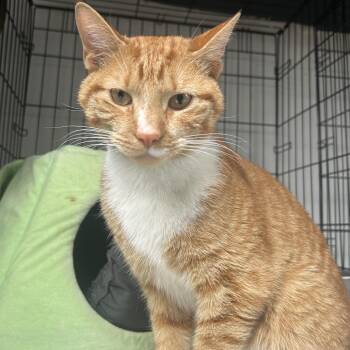 Domestic Short Hair Cats Available for Adoption in Middletown, New York - Cheese | PetCurious