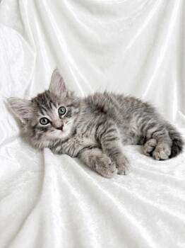 Grey -  Domestic Long Hair Cat for Adoption in Miami, Florida - Grey | PetCurious