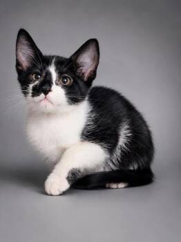 Holmes -  Domestic Short Hair Cat for Adoption in Bowling Green, Kentucky - Holmes | PetCurious