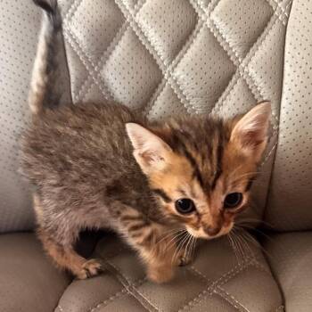 Daniel -  Domestic Short Hair Cat for Adoption in Ashland, Virginia - Daniel | PetCurious