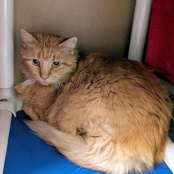 Kit Cat -- Bonded Buddy With Spiral -  Domestic Long Hair Cat for Adoption in Des Moines, Iowa - Kit Cat -- Bonded Buddy With Spiral | PetCurious