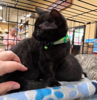 Sleepy -  Bombay Cat Available for Adoption in Buford, Georgia - Sleepy | PetCurious