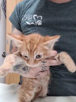 Jiminy Cricket -  Domestic Short Hair and Siamese Cat for Adoption in Sacramento, California - Jiminy Cricket | PetCurious