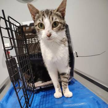 Glory -  Domestic Short Hair Cat Available for Adoption in Osawatomie, Kansas - Glory | PetCurious