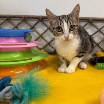 Domestic Short Hair Cats Available for Adoption in Houston, Texas - Lorelai | PetCurious