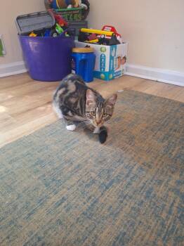 Venus -  Domestic Short Hair Cat for Adoption in Wantage, New Jersey - Venus | PetCurious