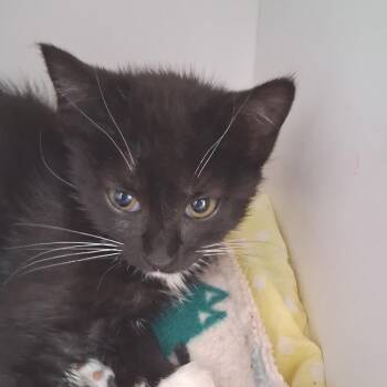 Cinnamon 54102 -  Domestic Short Hair Cat for Adoption in Las Vegas, Nevada - Cinnamon 54102 | PetCurious