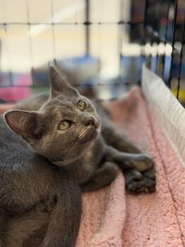 Autumn -  Domestic Short Hair Cat for Adoption in Magnolia, Texas - Autumn | PetCurious