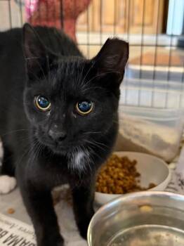 Domestic Short Hair Cats Available for Adoption in Zimmerman, Minnesota - Habanero  | PetCurious
