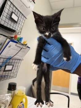 Sharpie -  Domestic Medium Hair and Domestic Short Hair Cat for Adoption in Shreveport, Louisiana - Sharpie | PetCurious
