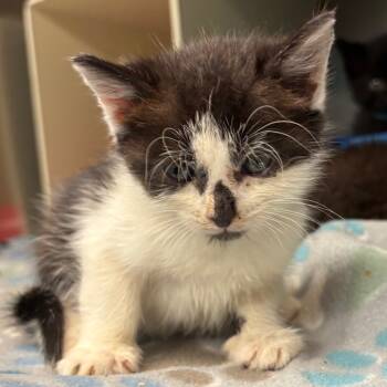 Rescue Domestic Short Hair Cats for Adoption in Vineland, New Jersey - Emily | PetCurious