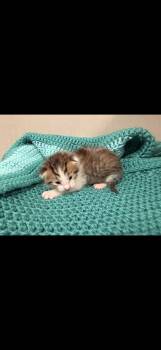 Domestic Short Hair Cats Available for Adoption in Batesville, Arkansas - Cache | PetCurious