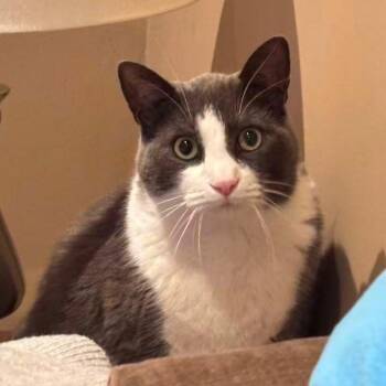 Rescue American Shorthair Cats for Adoption in Markham, Ontario - Oliver | PetCurious