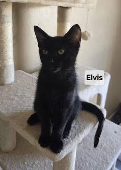 Elvis -  Domestic Short Hair Cat Available for Adoption in Phoenix, Arizona - Elvis | PetCurious