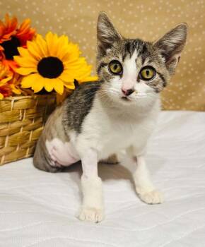 Gelato -  Domestic Short Hair Cat for Adoption in Groveland, Massachusetts - Gelato | PetCurious